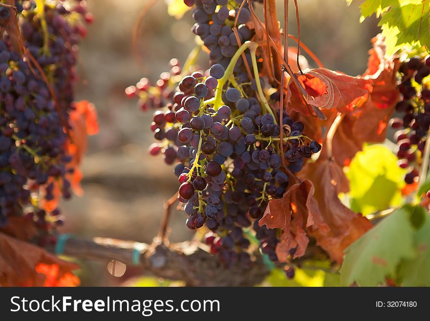 Bunches of grapes