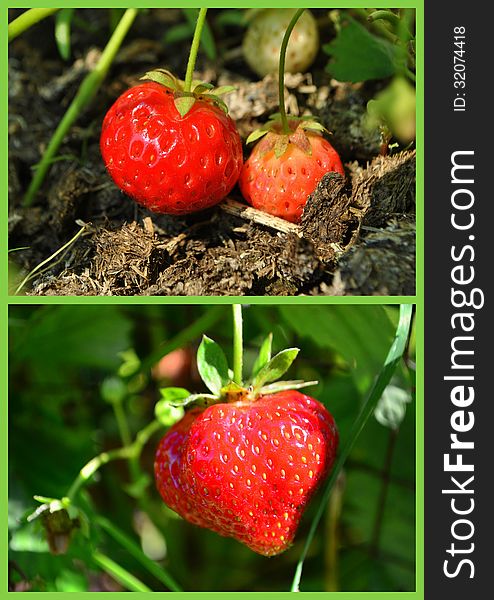 Strawberry collage