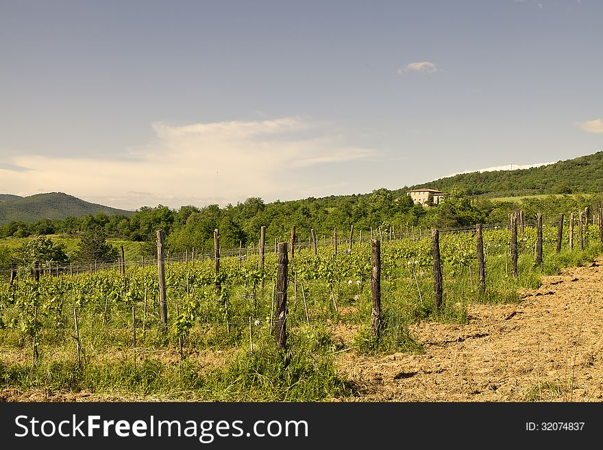 Vineyard on a hill at sunset