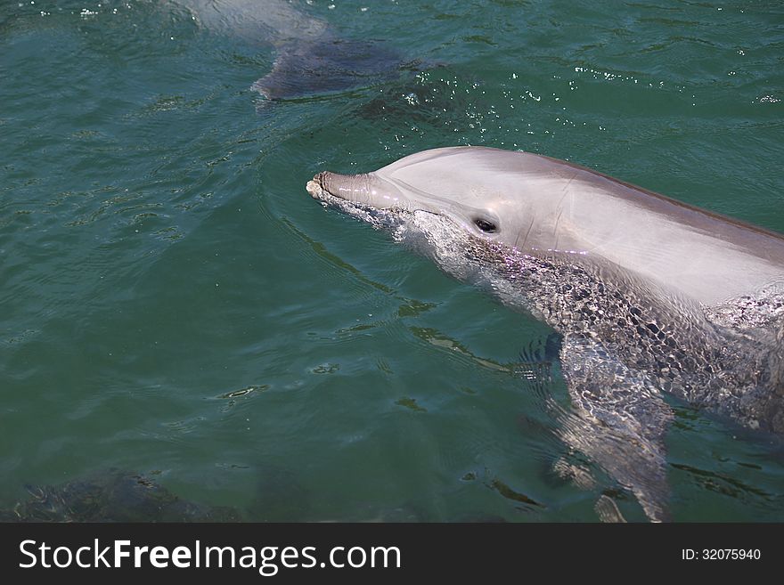 Swimming Dolphin