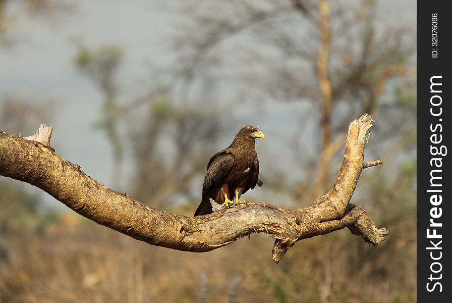 A Black Kite bird roosting on a tree limb with shrub savanna background in East Africa.