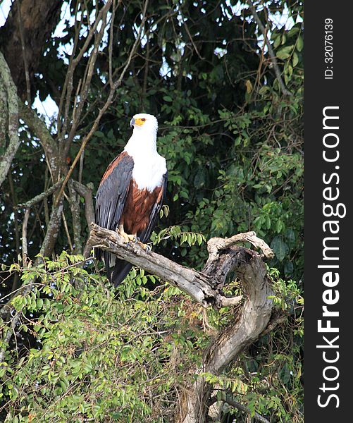 African Fish Eagle surveys the surroundings while perched in a tree in rural Uganda.