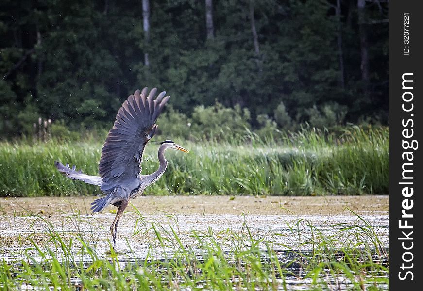 Great blue heron takes flight out of a swampy area of a lake. Summer in Wisconsin