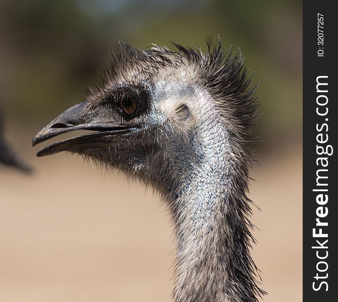 Young ostrich in the outback near Melbourne