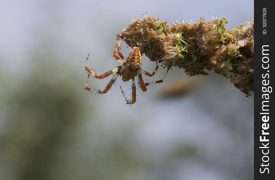 Spiders its prey with wide web. During the hunting spider can eat at one sitting around a dozen of the flies. Poison ÐºÑ€ÐµÑÑ‚Ð¾Ð²Ð¸ÐºÐ¾Ð² is dangerous only for small insects, man he can't hurt. Spiders its prey with wide web. During the hunting spider can eat at one sitting around a dozen of the flies. Poison ÐºÑ€ÐµÑÑ‚Ð¾Ð²Ð¸ÐºÐ¾Ð² is dangerous only for small insects, man he can't hurt.