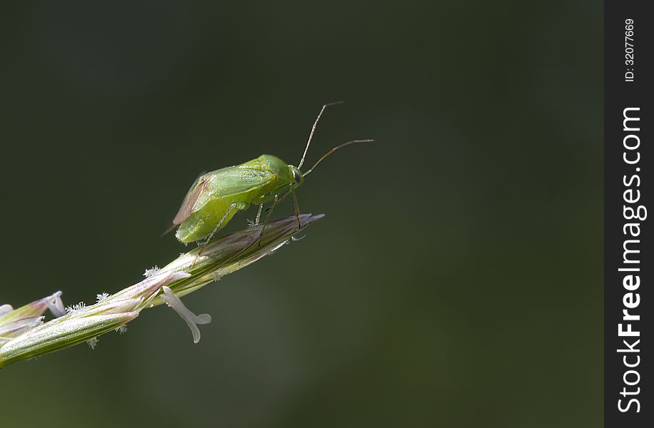 The length of an adult insect is about 6 mm Green bug affects fruit plants, as well as chrysanthemums, fuchsia, hydrangeas, many varieties of roses. The length of an adult insect is about 6 mm Green bug affects fruit plants, as well as chrysanthemums, fuchsia, hydrangeas, many varieties of roses.