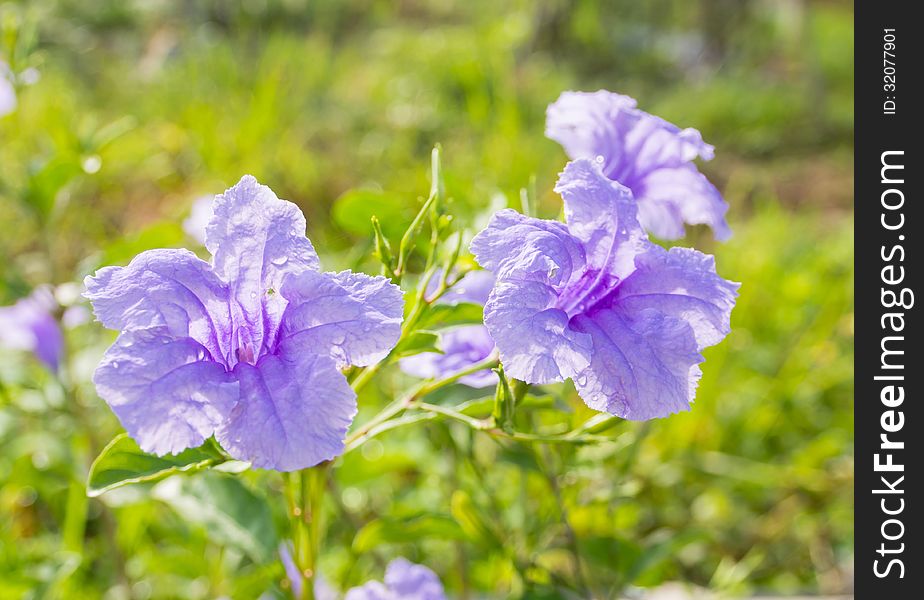 Purple, violet flower in summer