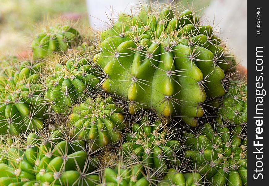 Cactus plant with thorns as sharp and beautiful. Cactus plant with thorns as sharp and beautiful