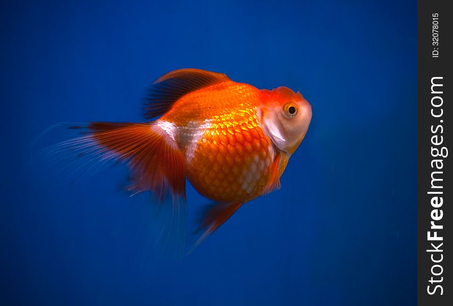 Orange gold fish in blue fish tank