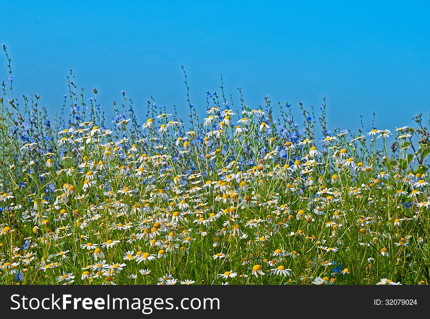 Field of chamomiles and cornflower and blue sky