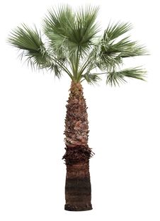 Isolated Palm-tree Stock Image Isolated Palm-tree Stock Image