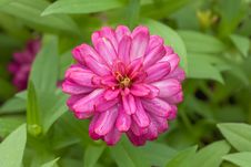 Fresh Magenta Zinnia Flower In The Garden Royalty Free Stock Image Fresh Magenta Zinnia Flower In The Garden Royalty Free Stock Image