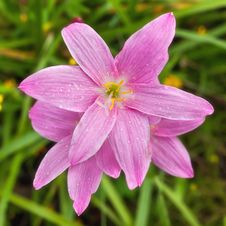 Pink Flower Stock Images Pink Flower Stock Images