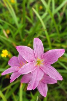 Pink Flora In The Garden Royalty Free Stock Image Pink Flora In The Garden Royalty Free Stock Image