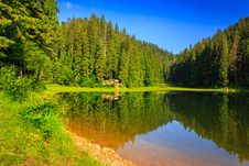 Pine Forest And Lake Early In The Morning Royalty Free Stock Photos Pine Forest And Lake Early In The Morning Royalty Free Stock Photos