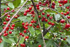 Cherry Tree Royalty Free Stock Photography Cherry Tree Royalty Free Stock Photography
