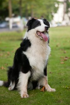 Border Collie Royalty Free Stock Image