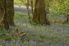 Oak Coppice Wood, Dartmoor Stock Photo