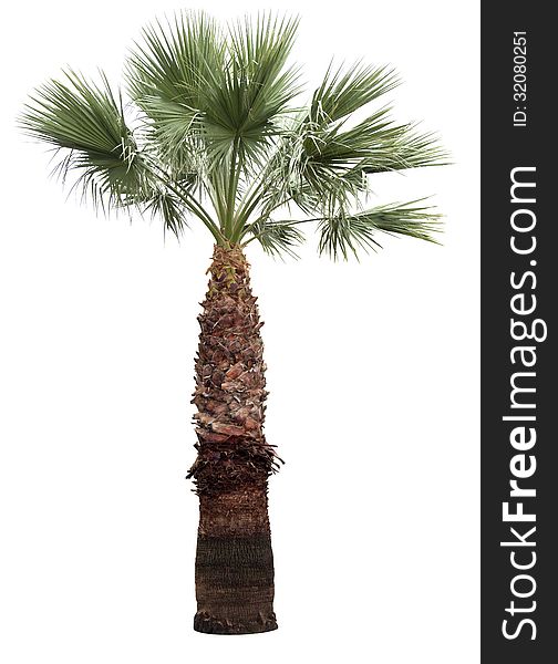 Isolated palm-tree