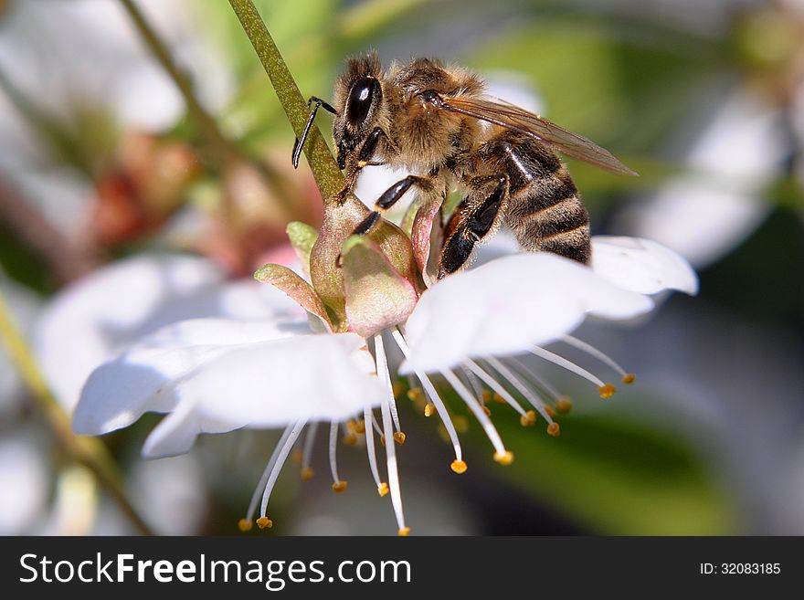 Bee sitting on a cherry-blossom. Bee sitting on a cherry-blossom