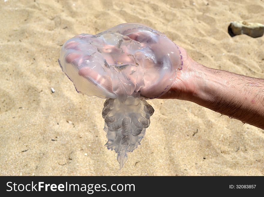 Jellyfish in a man's hand on a background of sand. Jellyfish in a man's hand on a background of sand