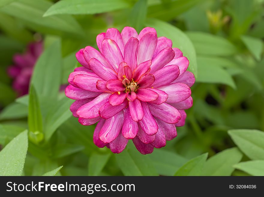 Fresh Magenta Zinnia Flower In The Garden