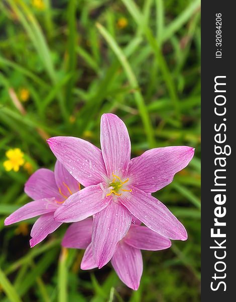 Pink Flora In The Garden