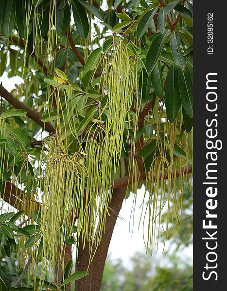 Apocynaceae tree