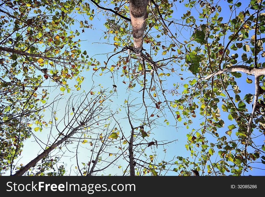 Teak forest at sunny day