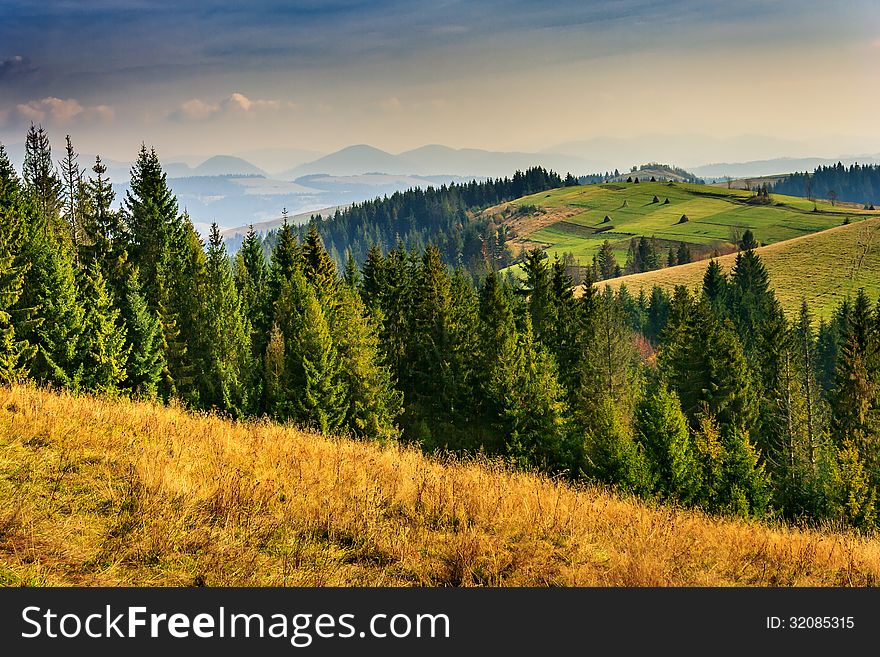 Coniferous forest in mountains at sunset of the autumn day. Coniferous forest in mountains at sunset of the autumn day