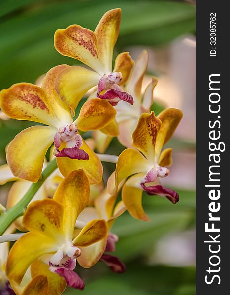 Beautiful yellow orchid in garden