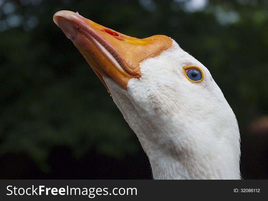 Single white goose closeup head