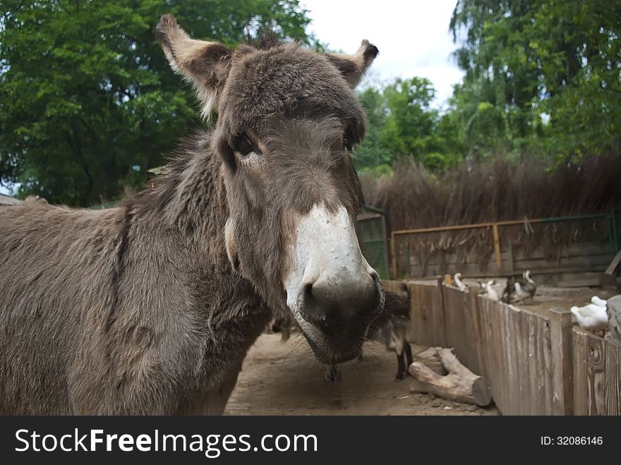 Single gray donkey looking at the camera