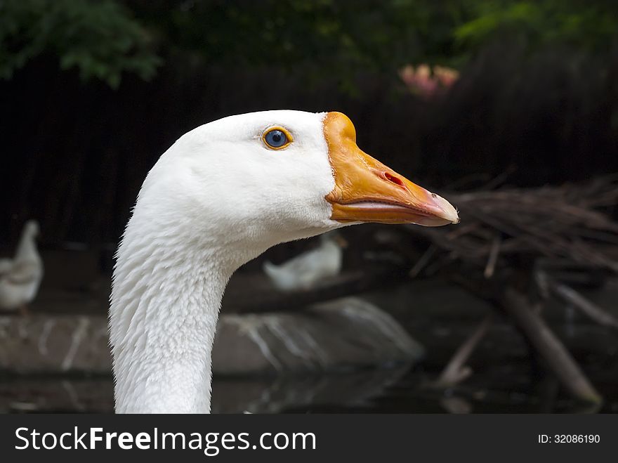 Single white goose closeup head