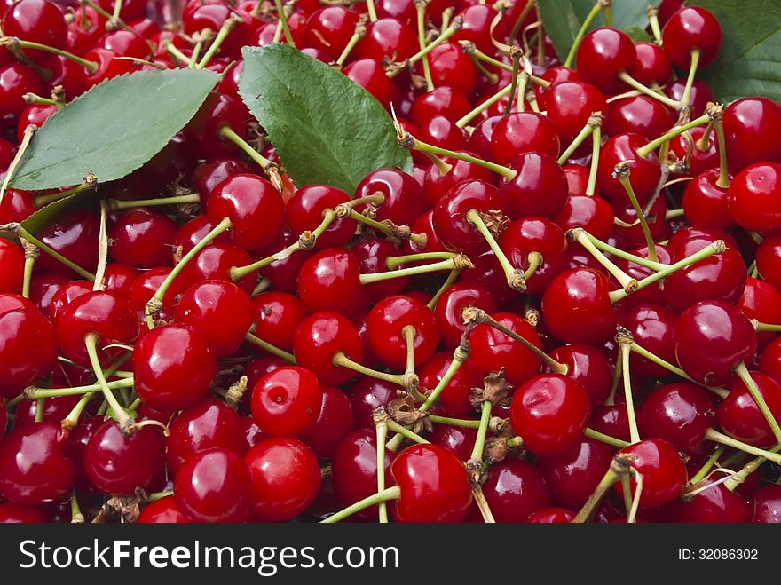 Sweet red cherries, closeup view