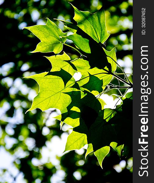 Green leaves in back-light in the forest
