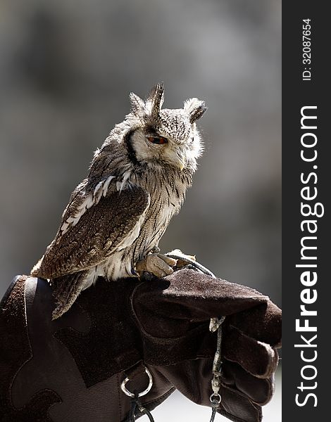 This owl regularly delivers wedding rings to the Best man in church, a lovely little friendly Falconry bird. This owl regularly delivers wedding rings to the Best man in church, a lovely little friendly Falconry bird.
