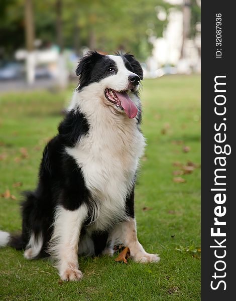 A Border Collie sitting on grass