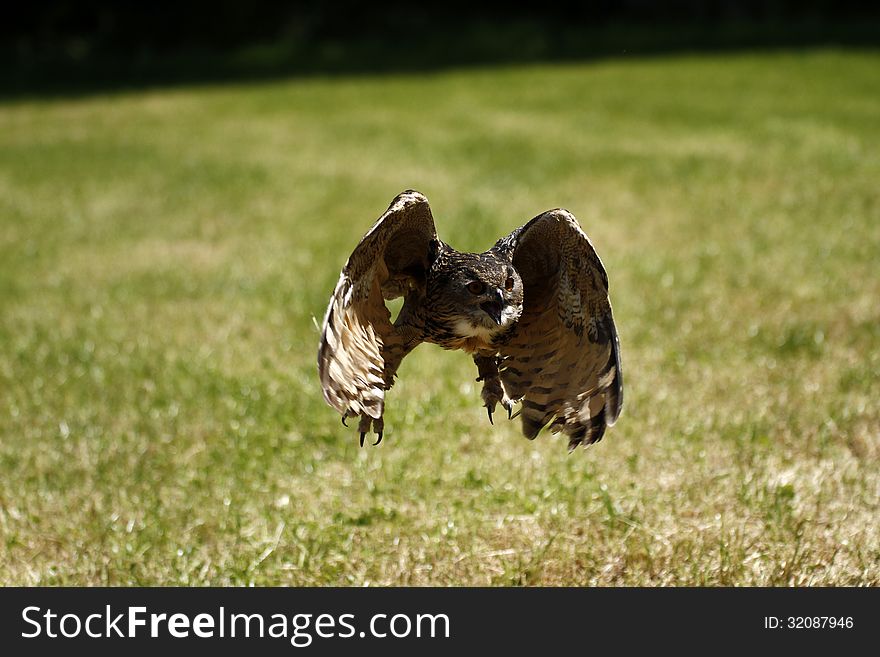 Flying Eagle Owl