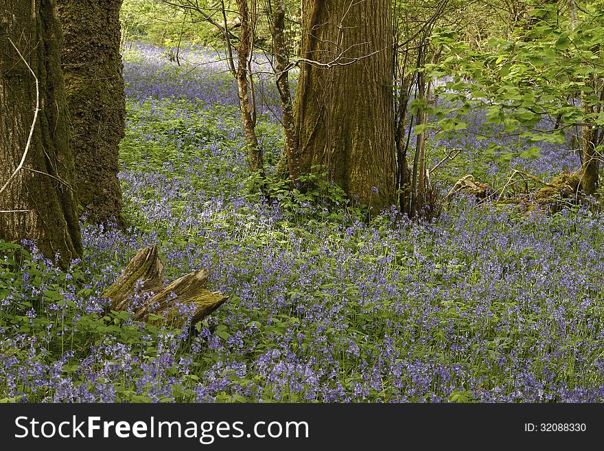 Oak Coppice Wood, Dartmoor