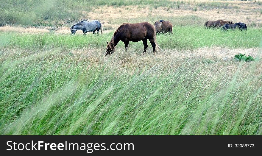 Herd of horses pasture in a valley