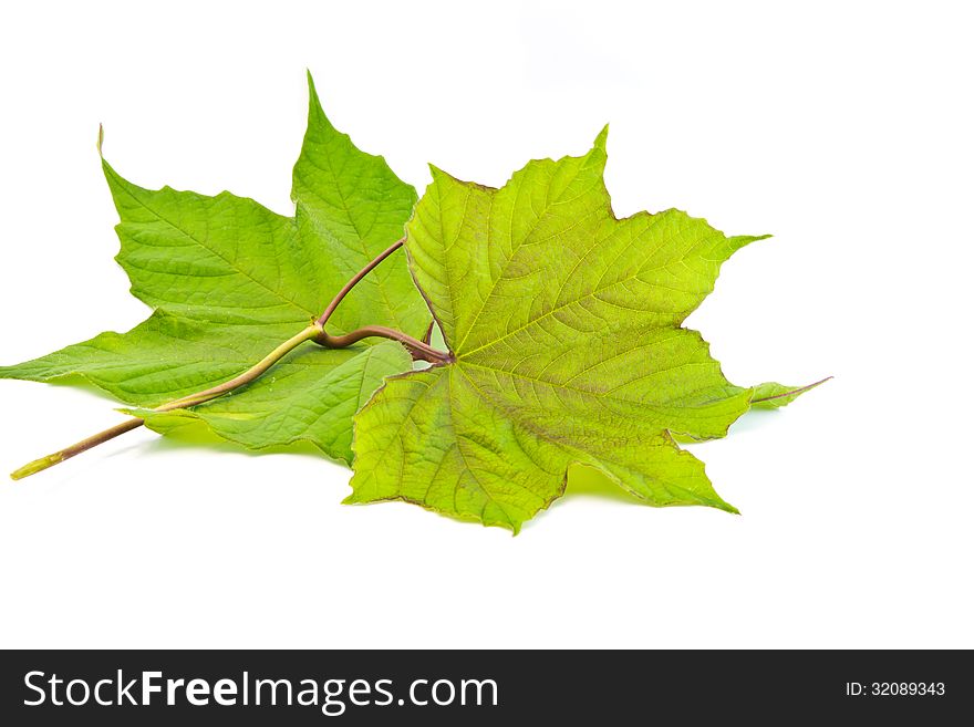 Green leaf isolated on white background. Green leaf isolated on white background