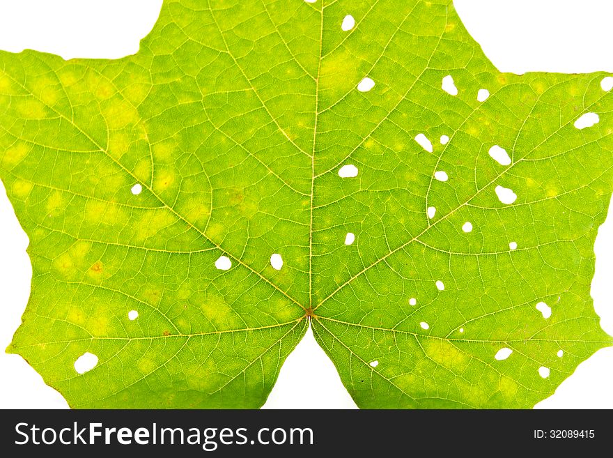 Green Leaves With Holes