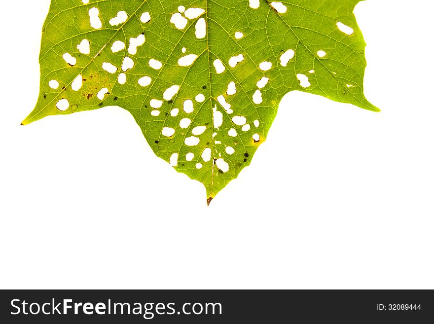 Green leaf with holes isolated on white background. Green leaf with holes isolated on white background