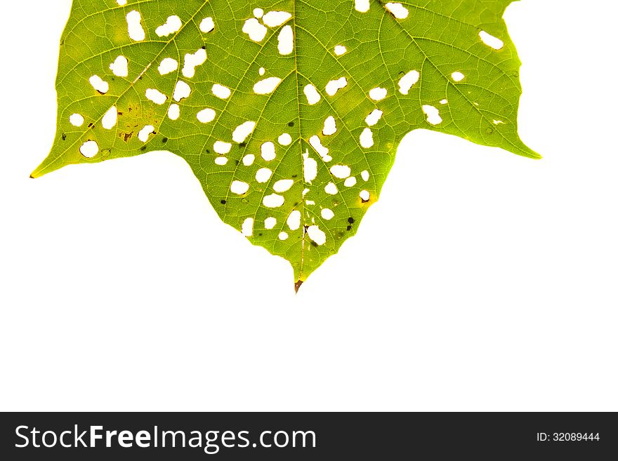 Green Leaves With Holes