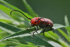 Red Milkweed Beetle On Thin Leaf Stock Photography