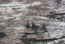 Tree Bark Stock Photography