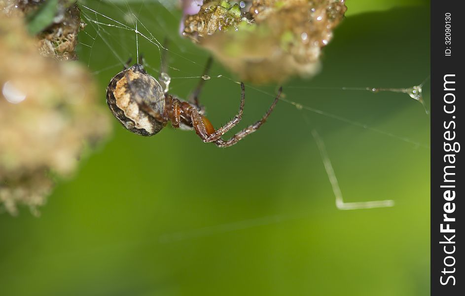 Spiders-крестовики its prey with wide web. Rather, their females - males spiders do not weave the web. Production female spiders on guard, or in the center of the web, either sitting by her side, the signal thread. Spiders-крестовики its prey with wide web. Rather, their females - males spiders do not weave the web. Production female spiders on guard, or in the center of the web, either sitting by her side, the signal thread.
