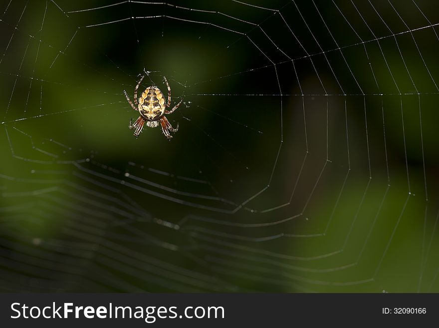 Spiders-крестовики its prey with wide web. Rather, their females - males spiders do not weave the web. Production female spiders on guard, or in the center of the web, either sitting by her side, the signal thread. Spiders-крестовики its prey with wide web. Rather, their females - males spiders do not weave the web. Production female spiders on guard, or in the center of the web, either sitting by her side, the signal thread.
