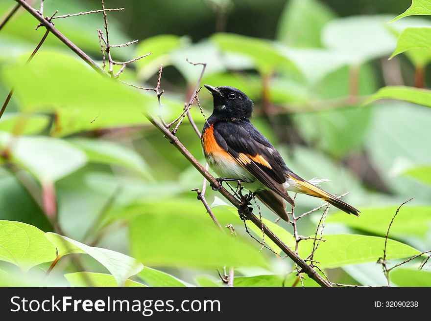 American Redstart Warbler